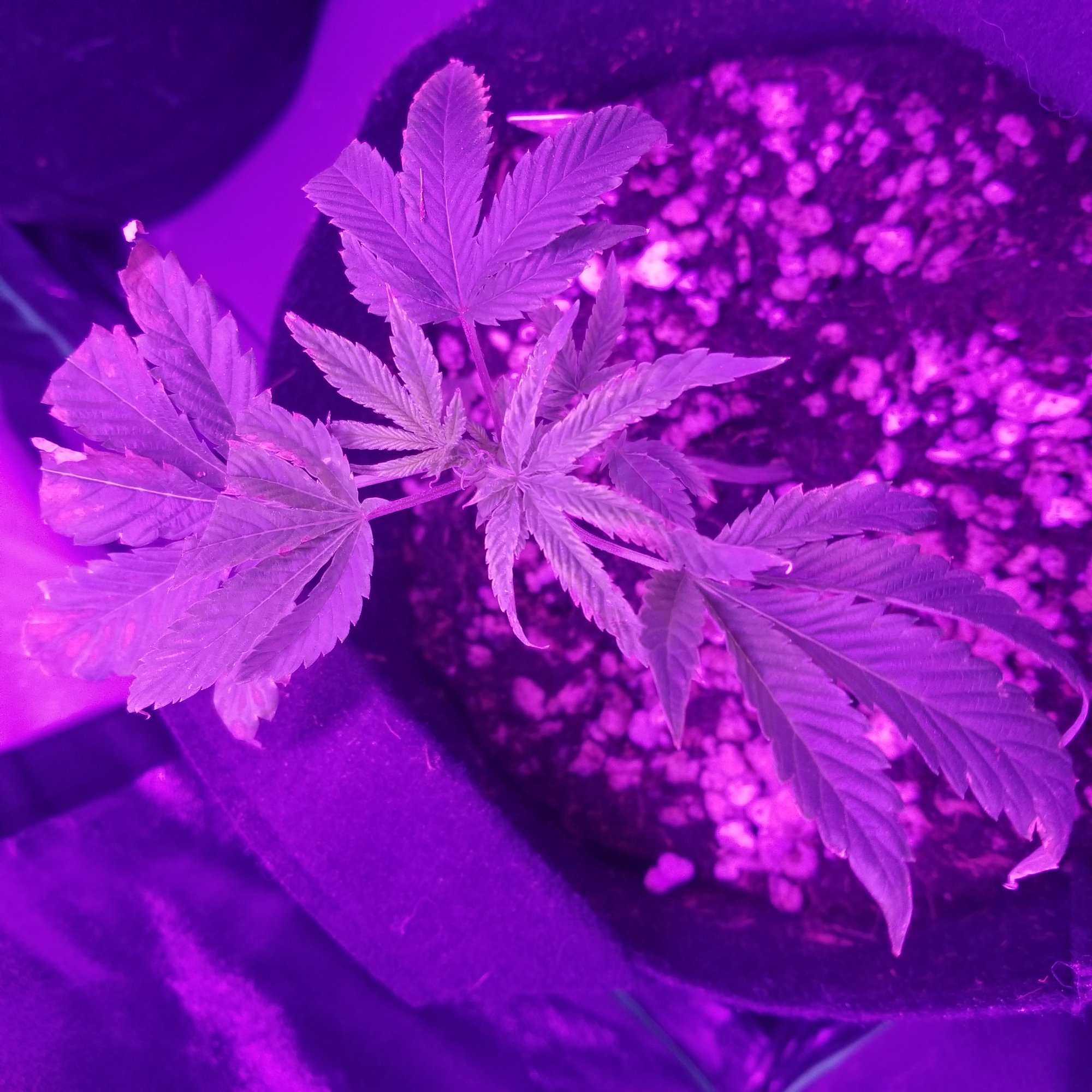 Are my clones dying please help 13