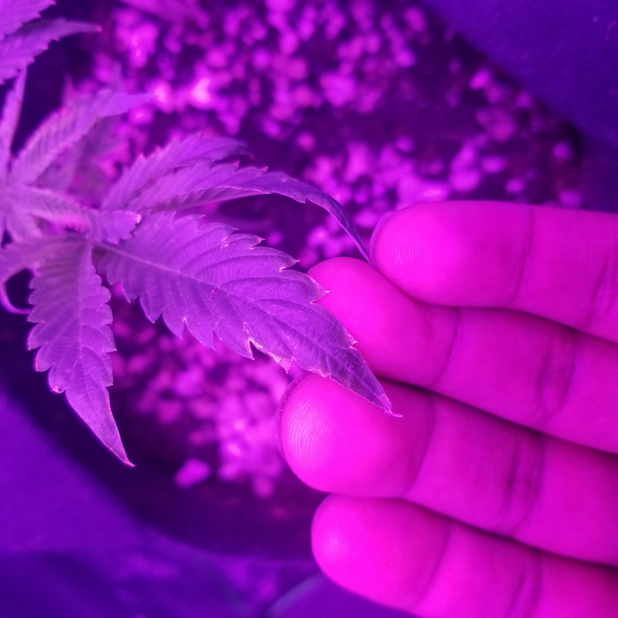 Are my clones dying please help 14