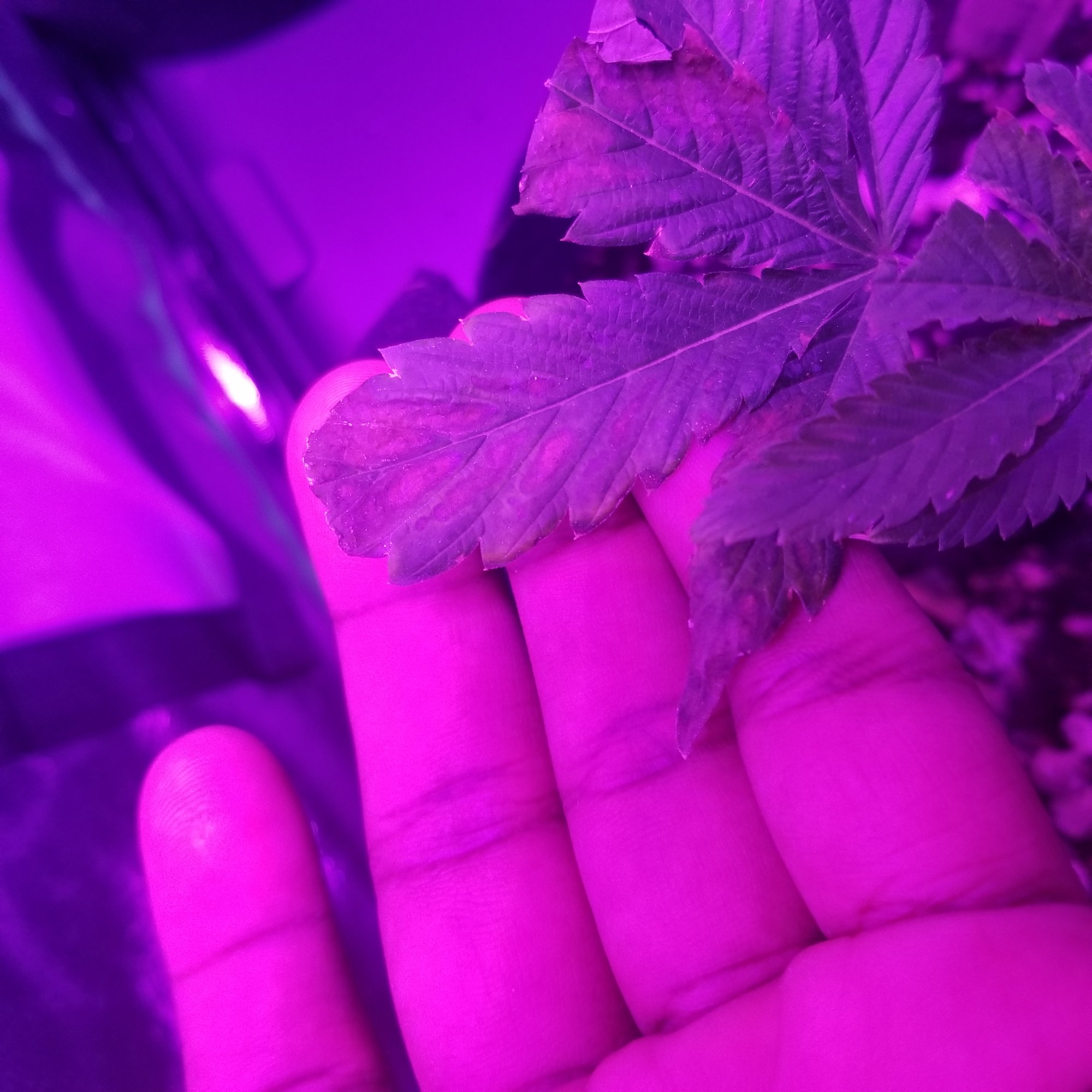 Are my clones dying please help 15