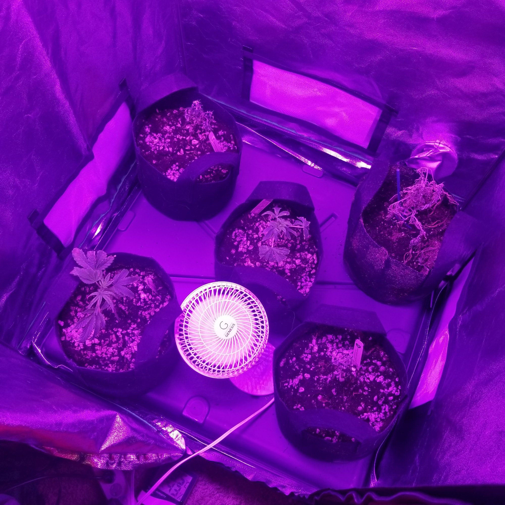 Are my clones dying please help 18
