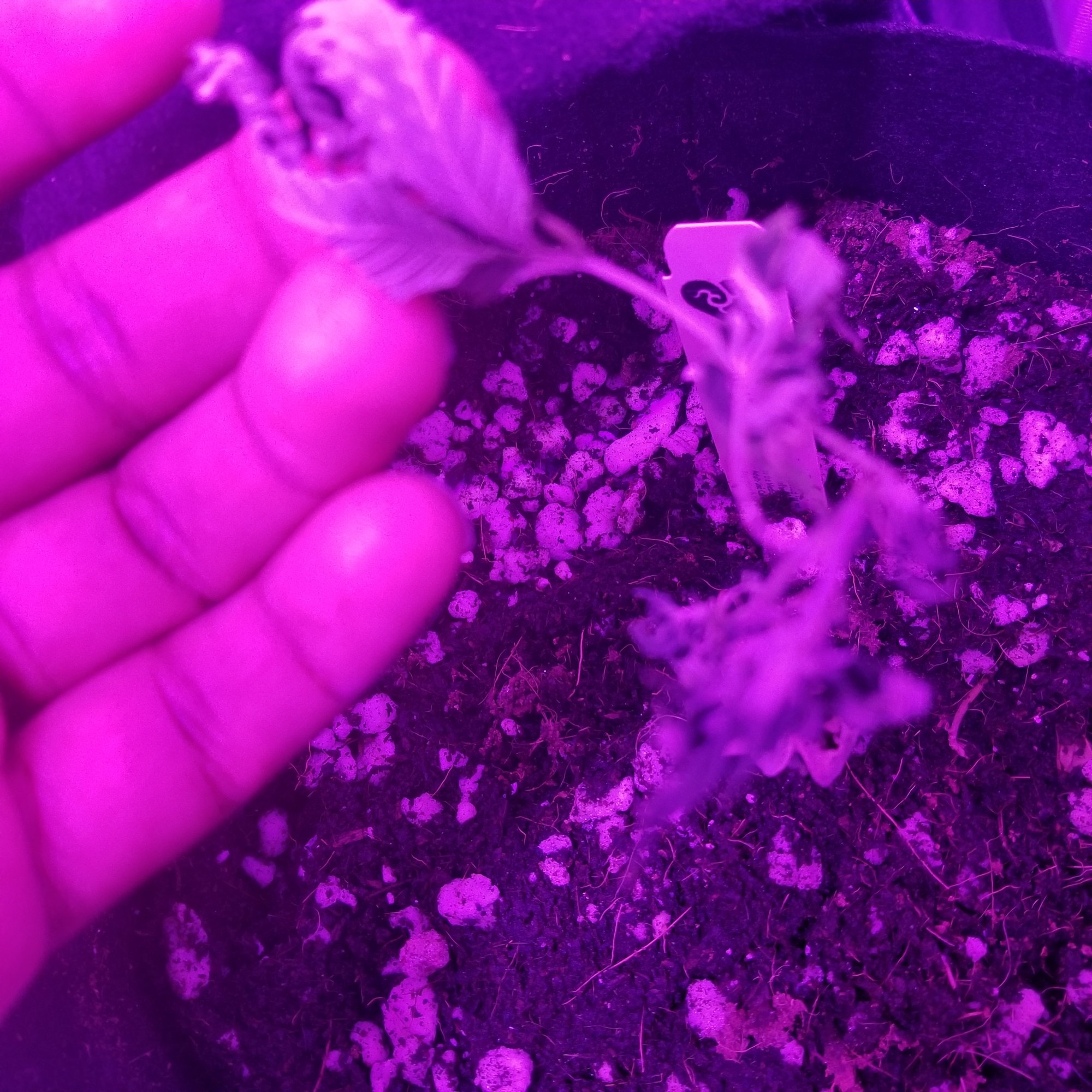 Are my clones dying please help 2