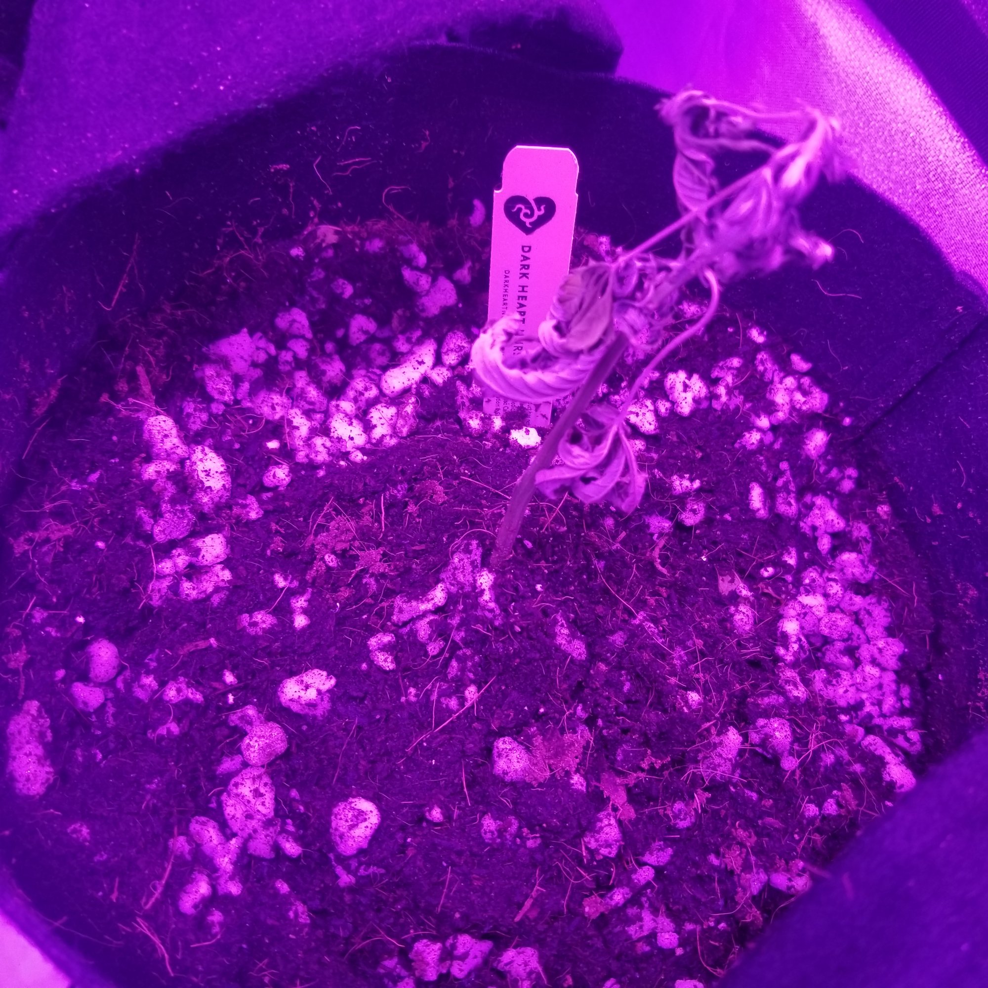 Are my clones dying please help 3