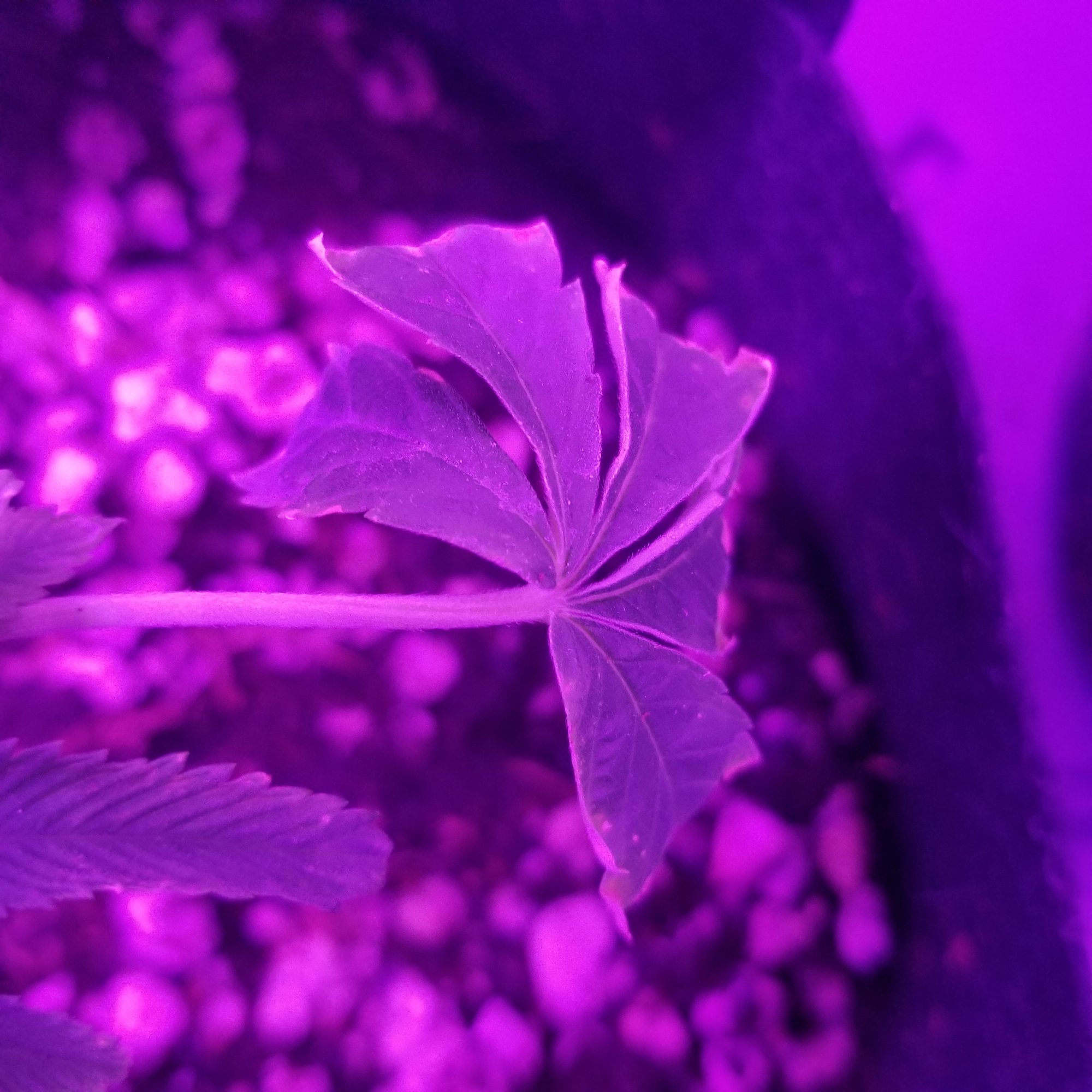 Are my clones dying please help 4