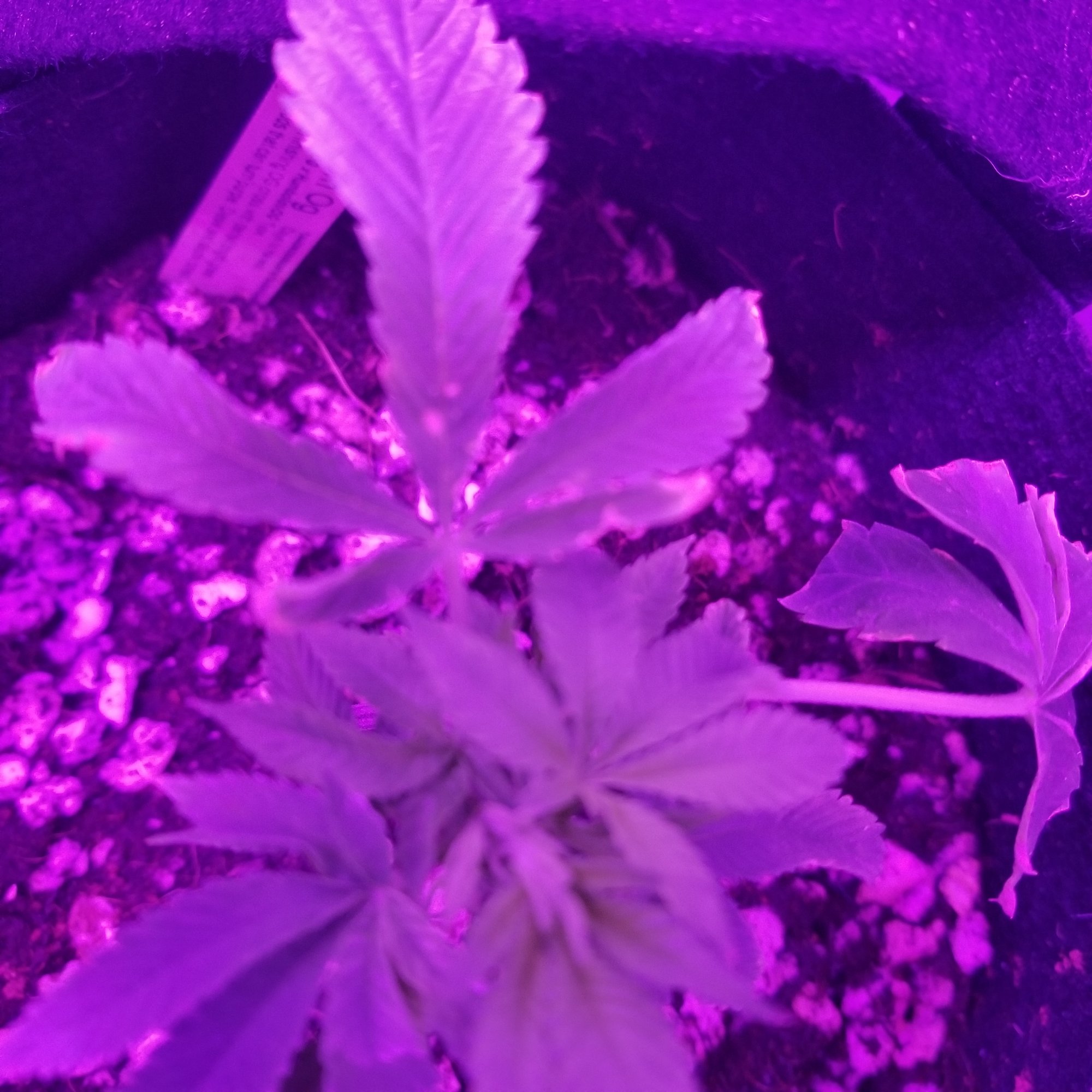 Are my clones dying please help 5