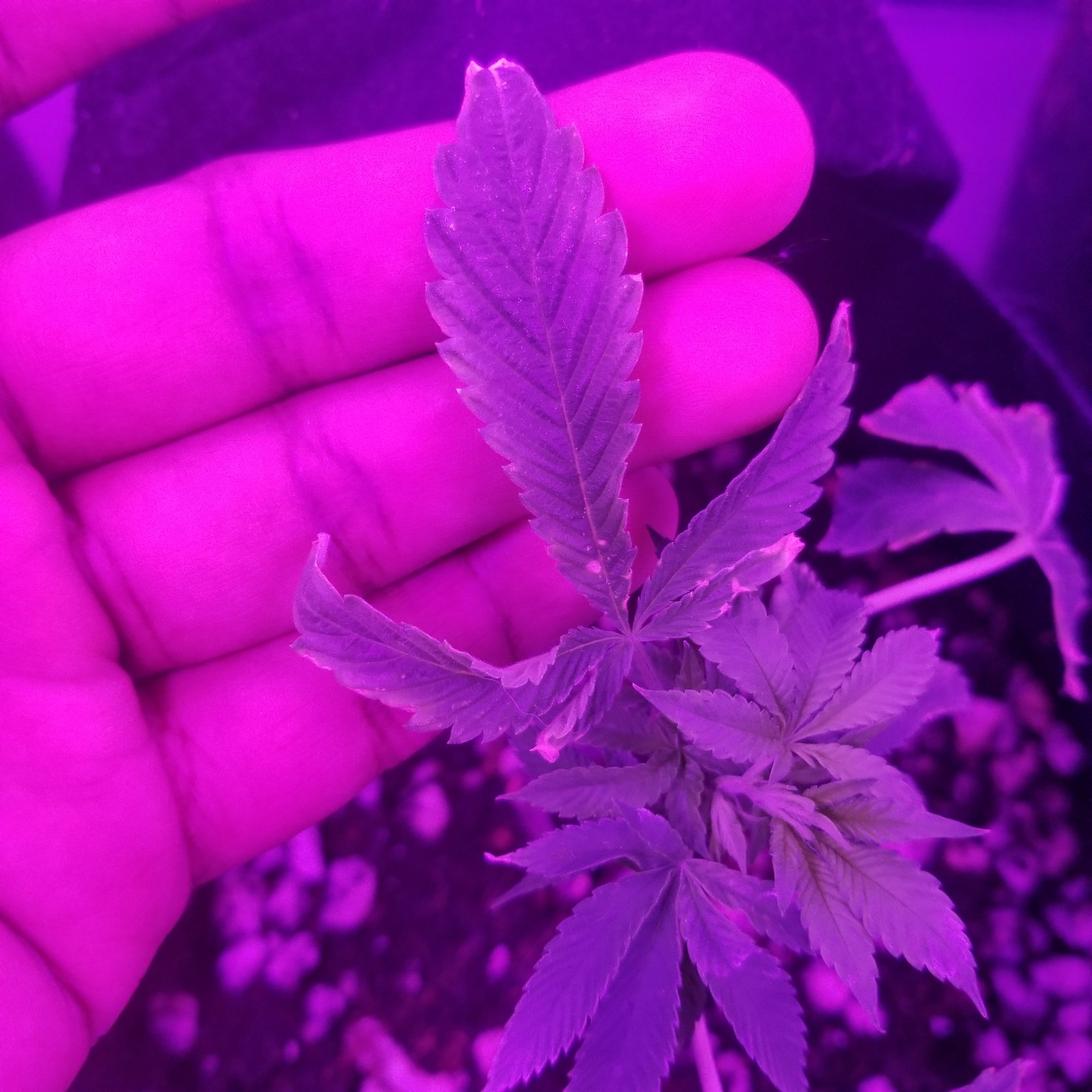 Are my clones dying please help 6
