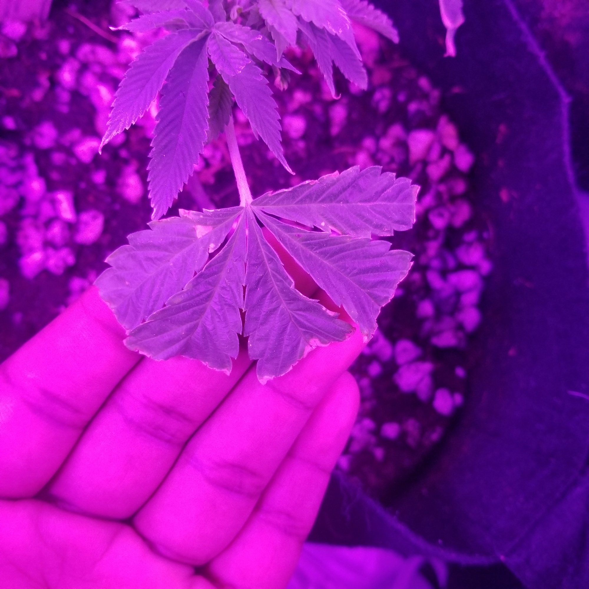 Are my clones dying please help 7