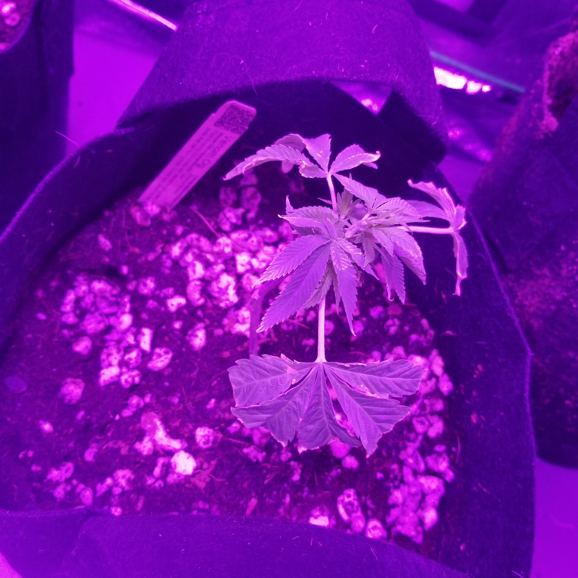 Are my clones dying please help 8