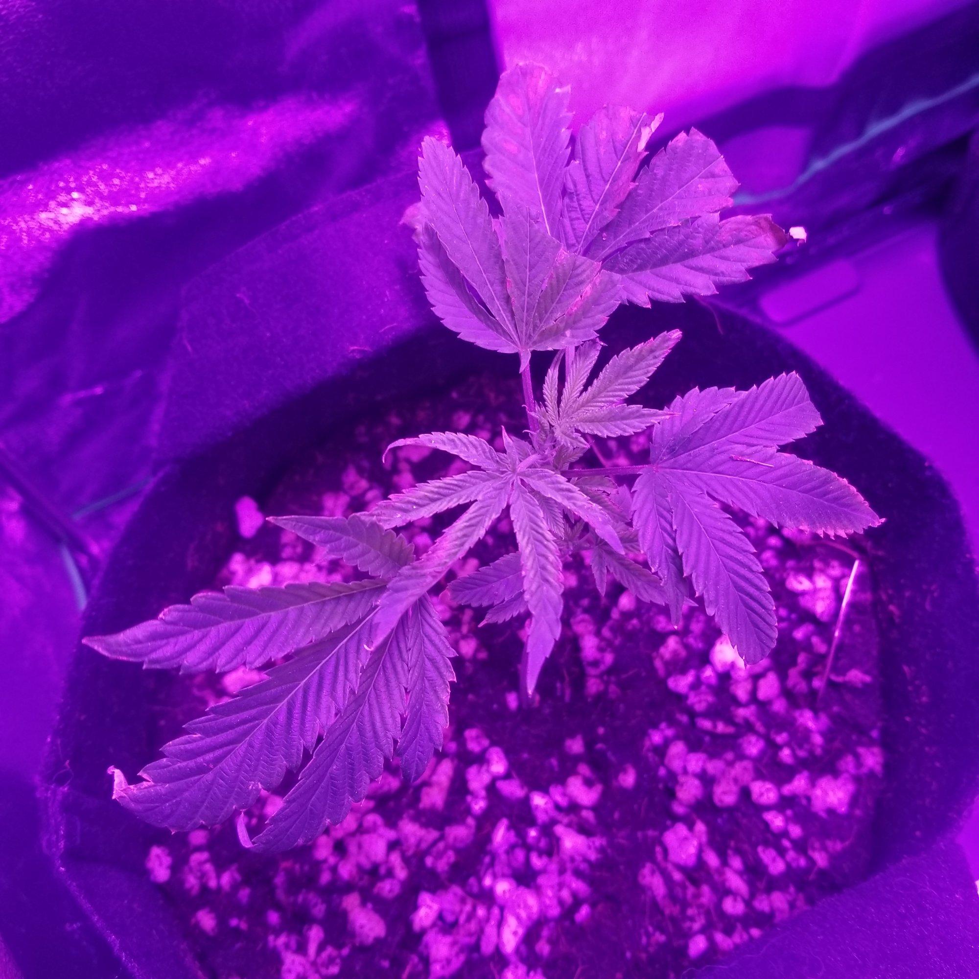 Are my clones dying please help 9