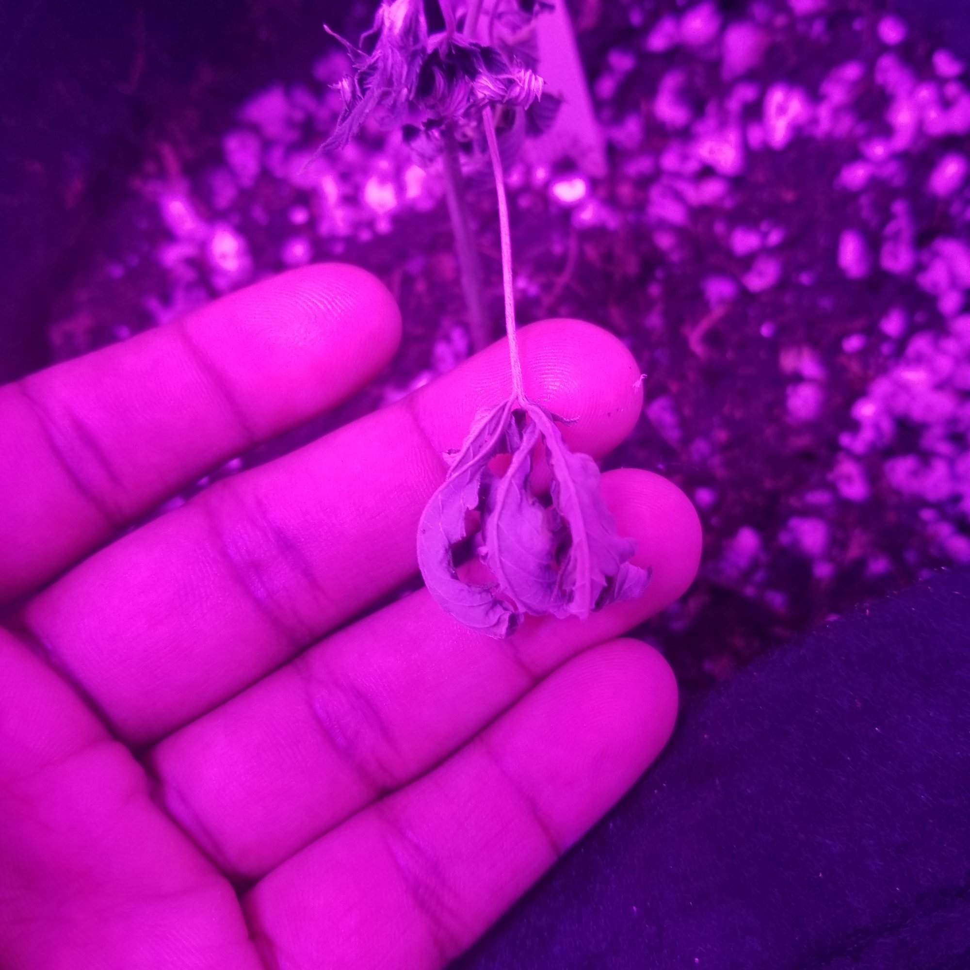 Are my clones dying please help