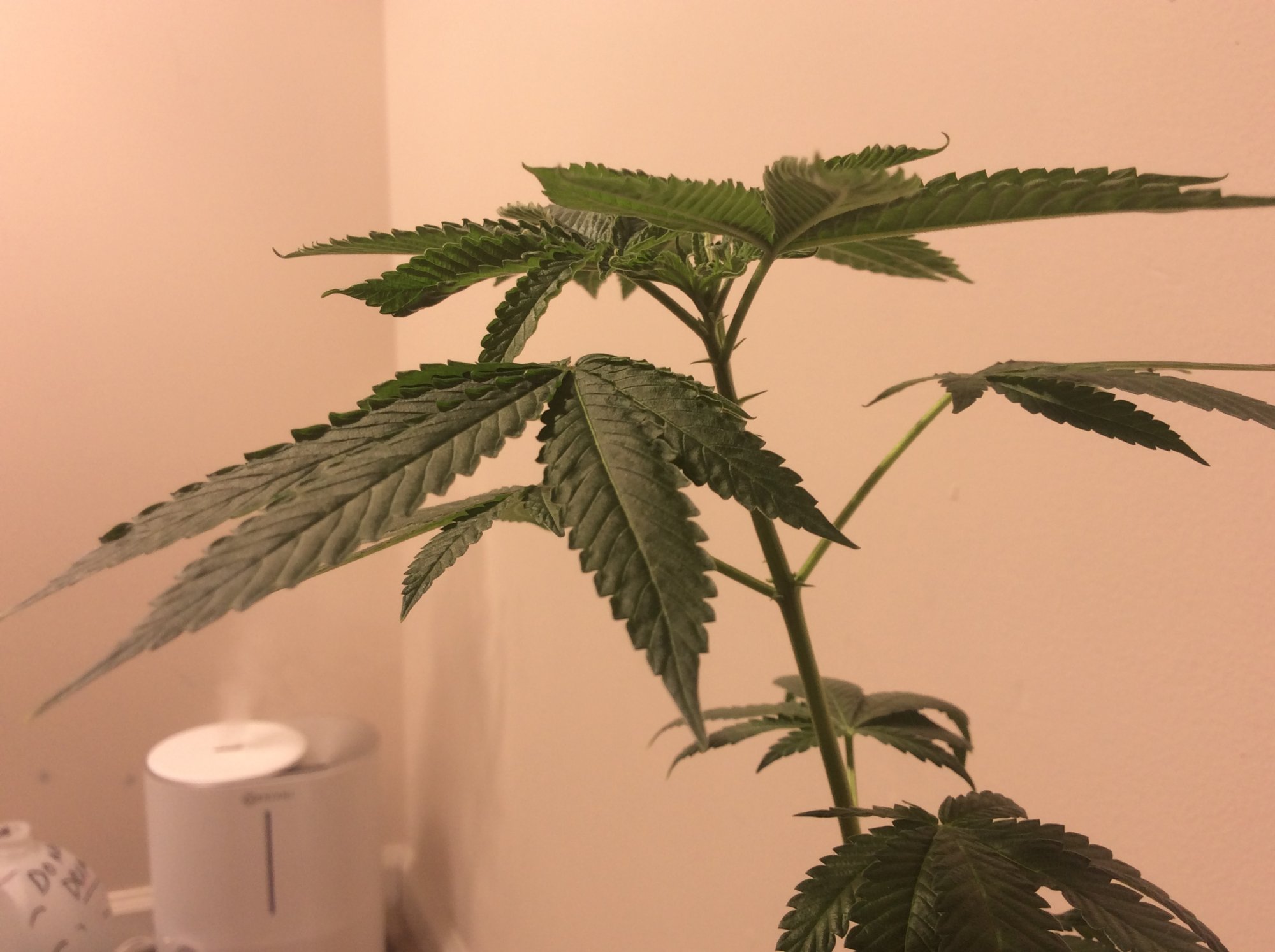 Are my clones male or female 3