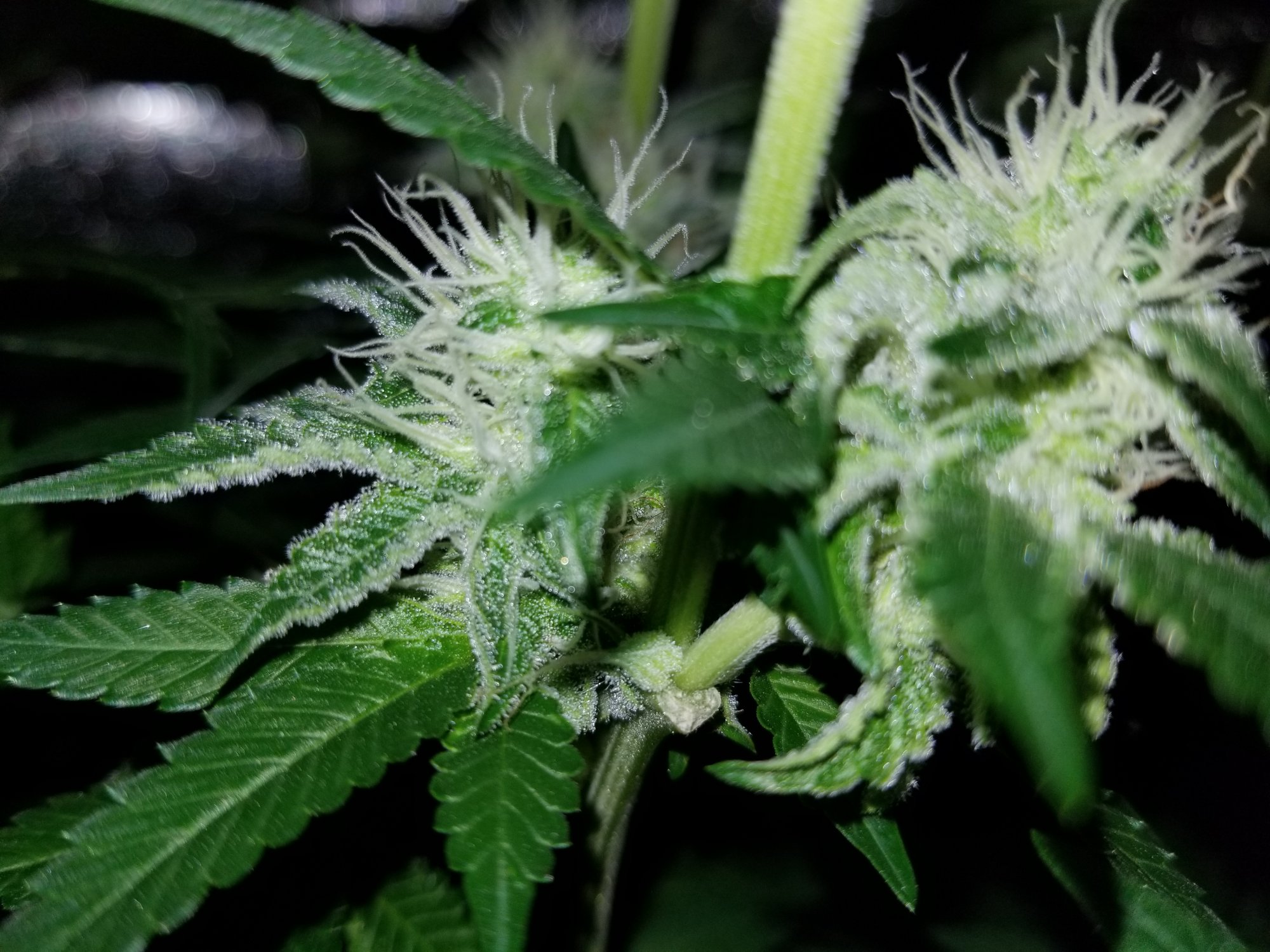 Are my girls turning hermie 2