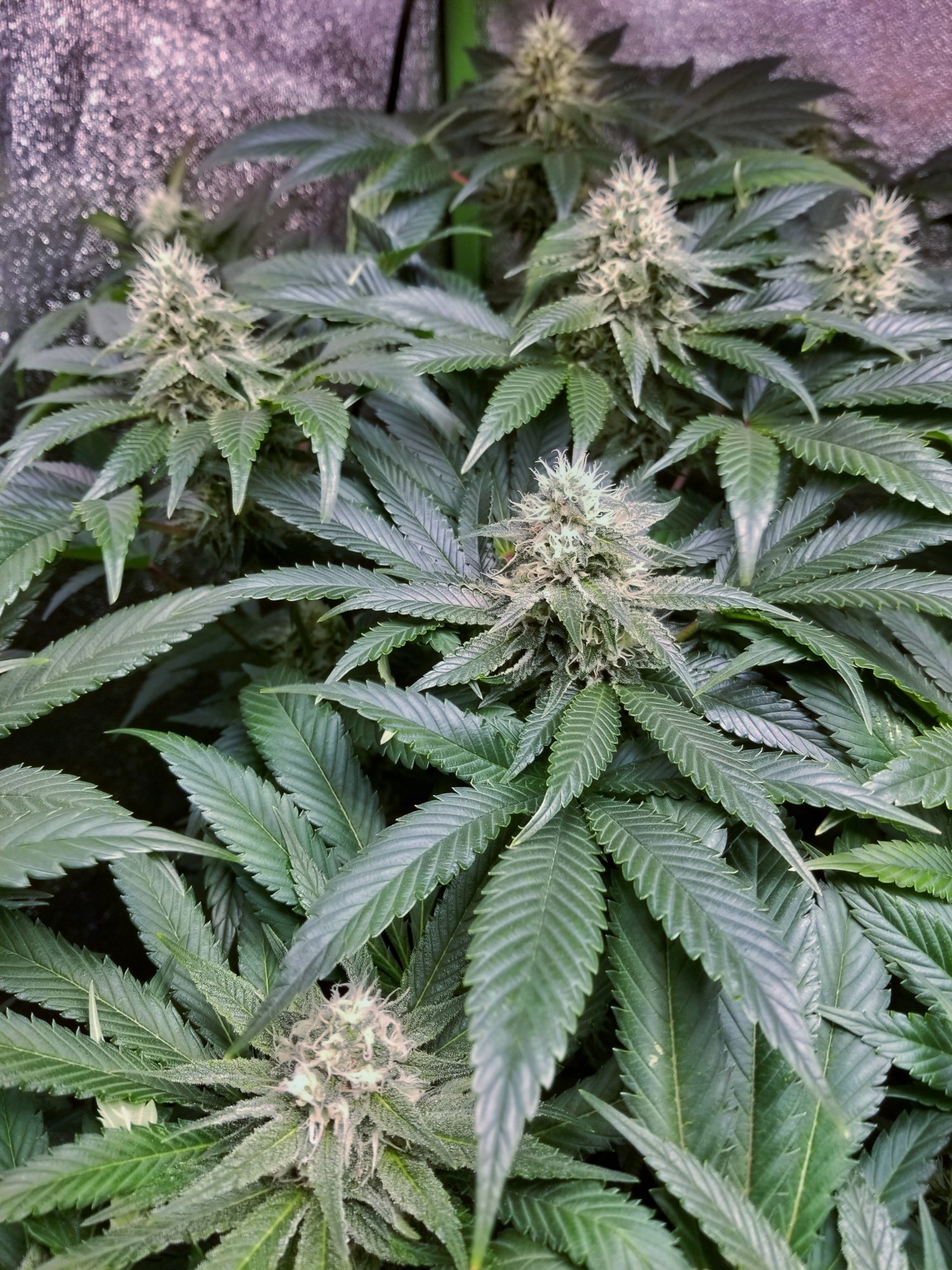 Are my girls turning hermie 3
