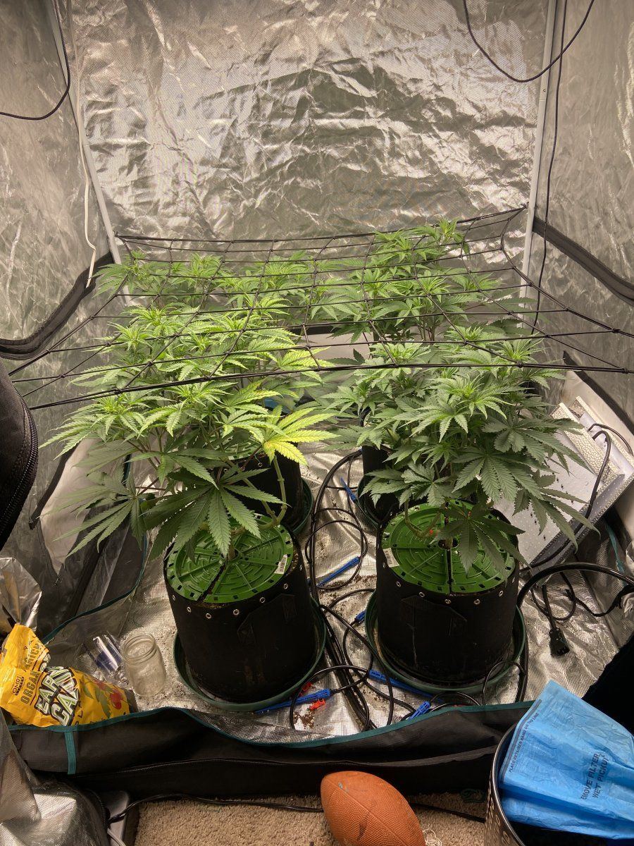 Are my ladies ready for flower