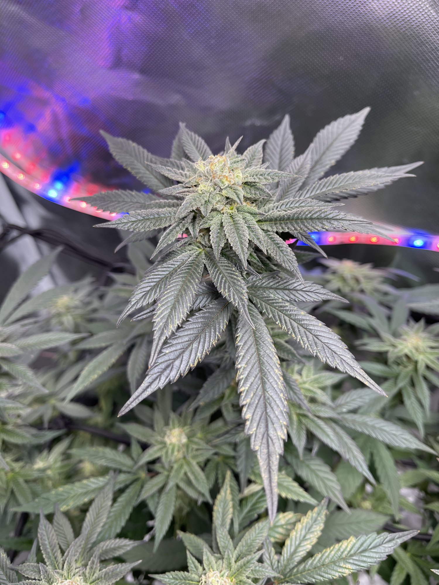 Are my leaves telling me to flush