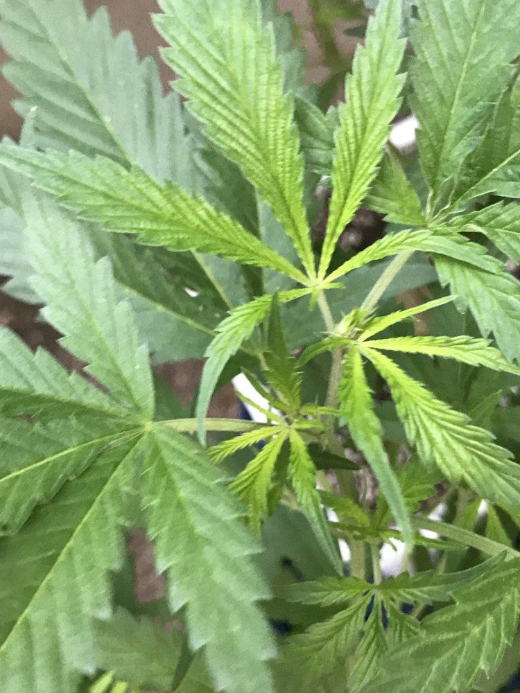 Are my plants flowering 6