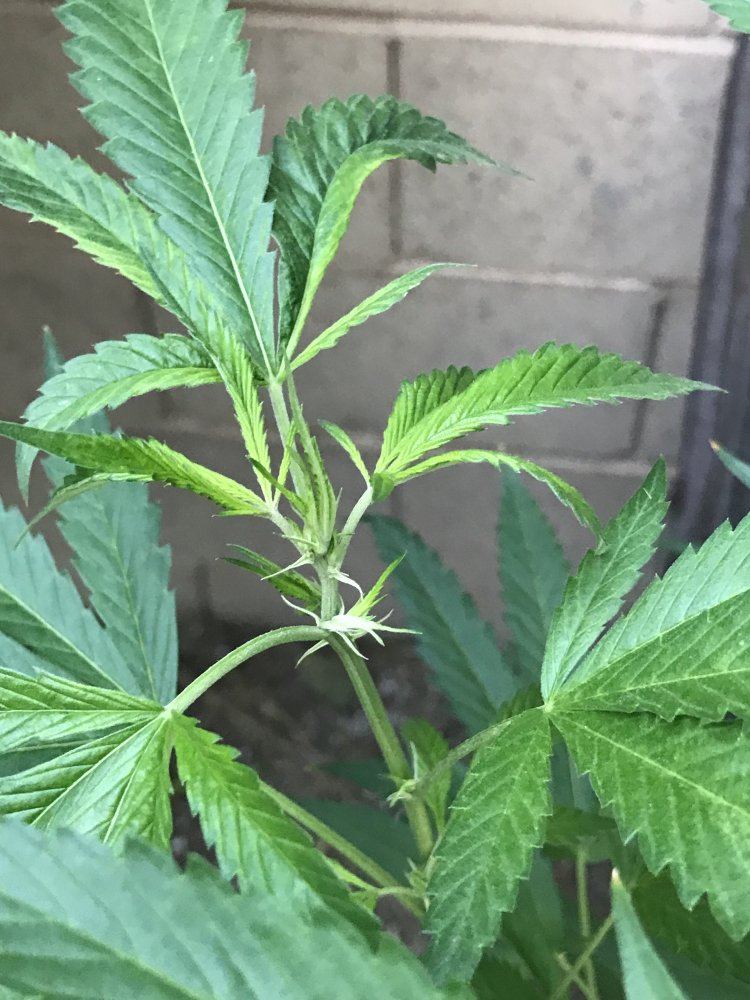 Are my plants flowering 7