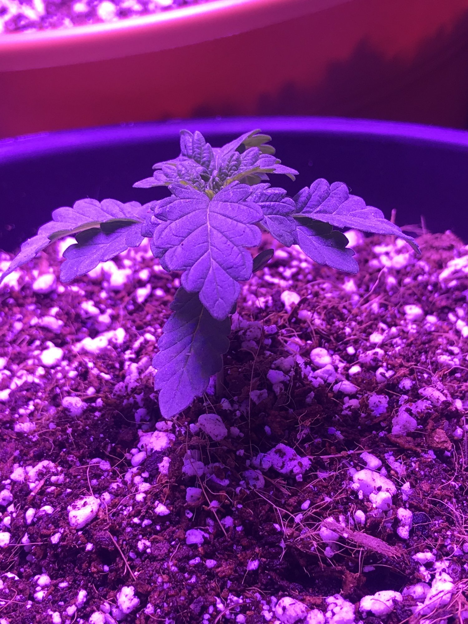 Are my plants okay guys 3