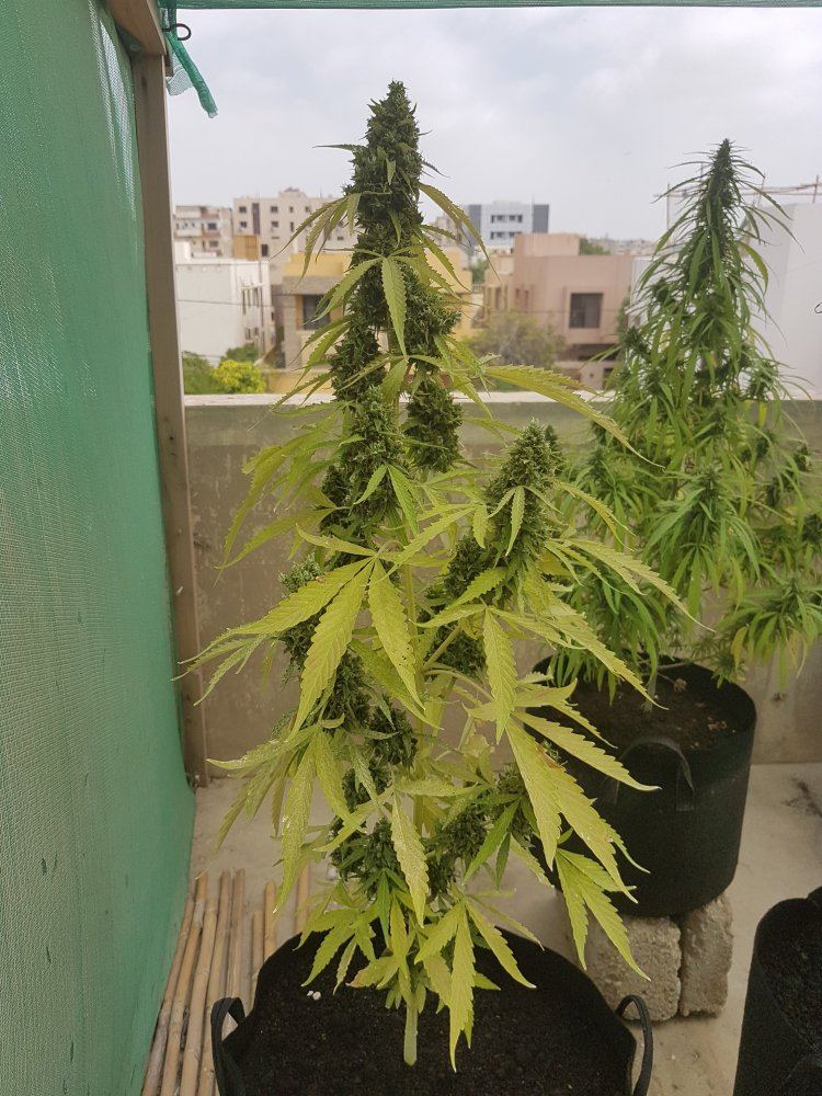 Are my plants ready for harvest 2
