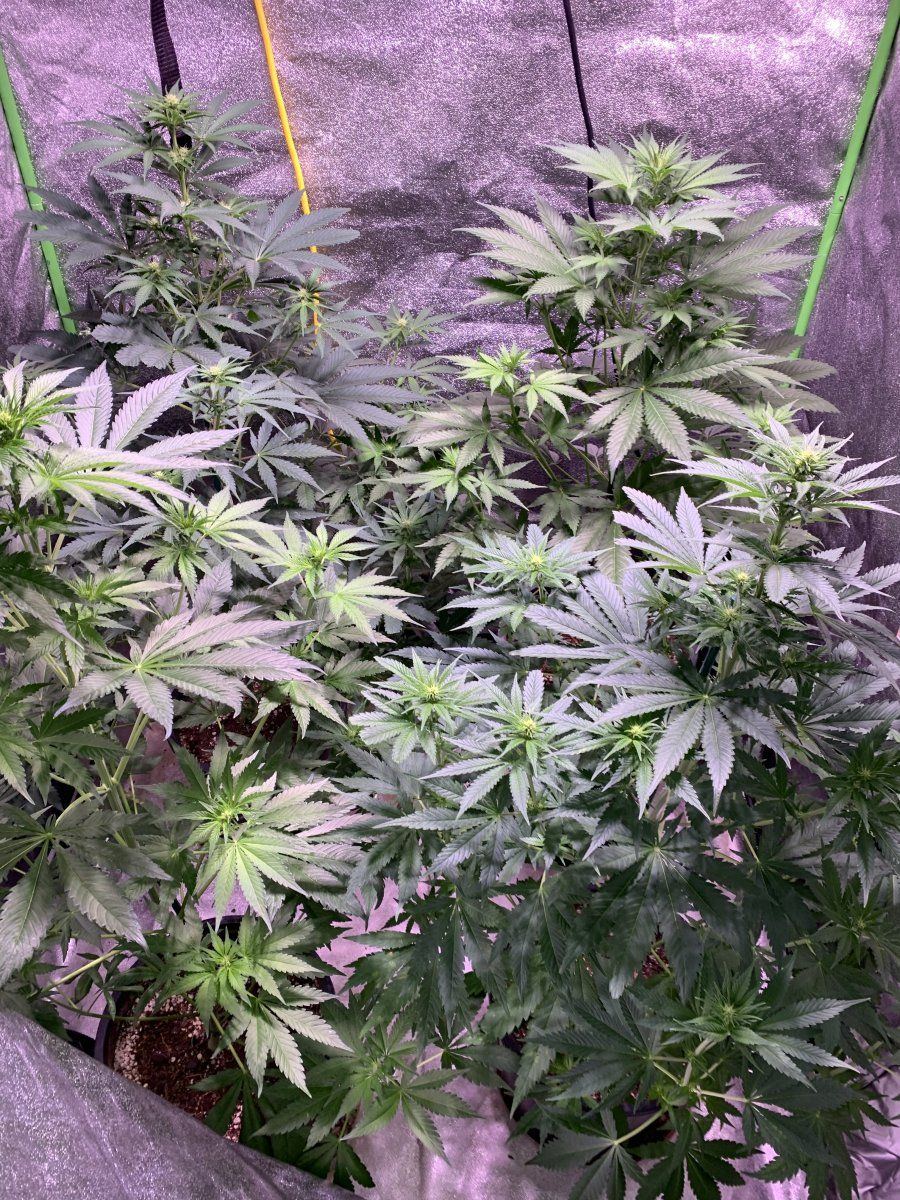 Are seeds better than clones