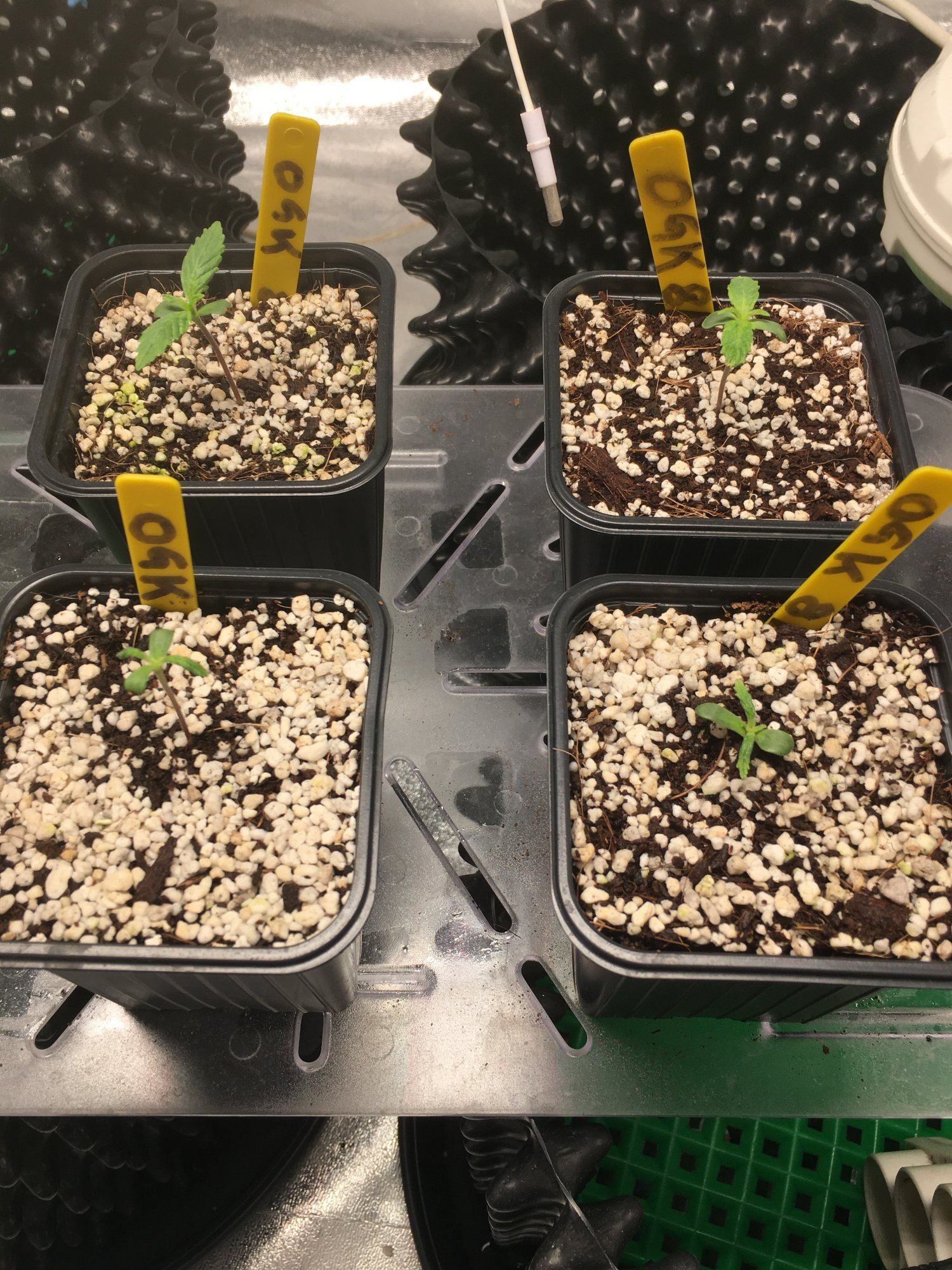 Are there any hope for two of my seedlings photos