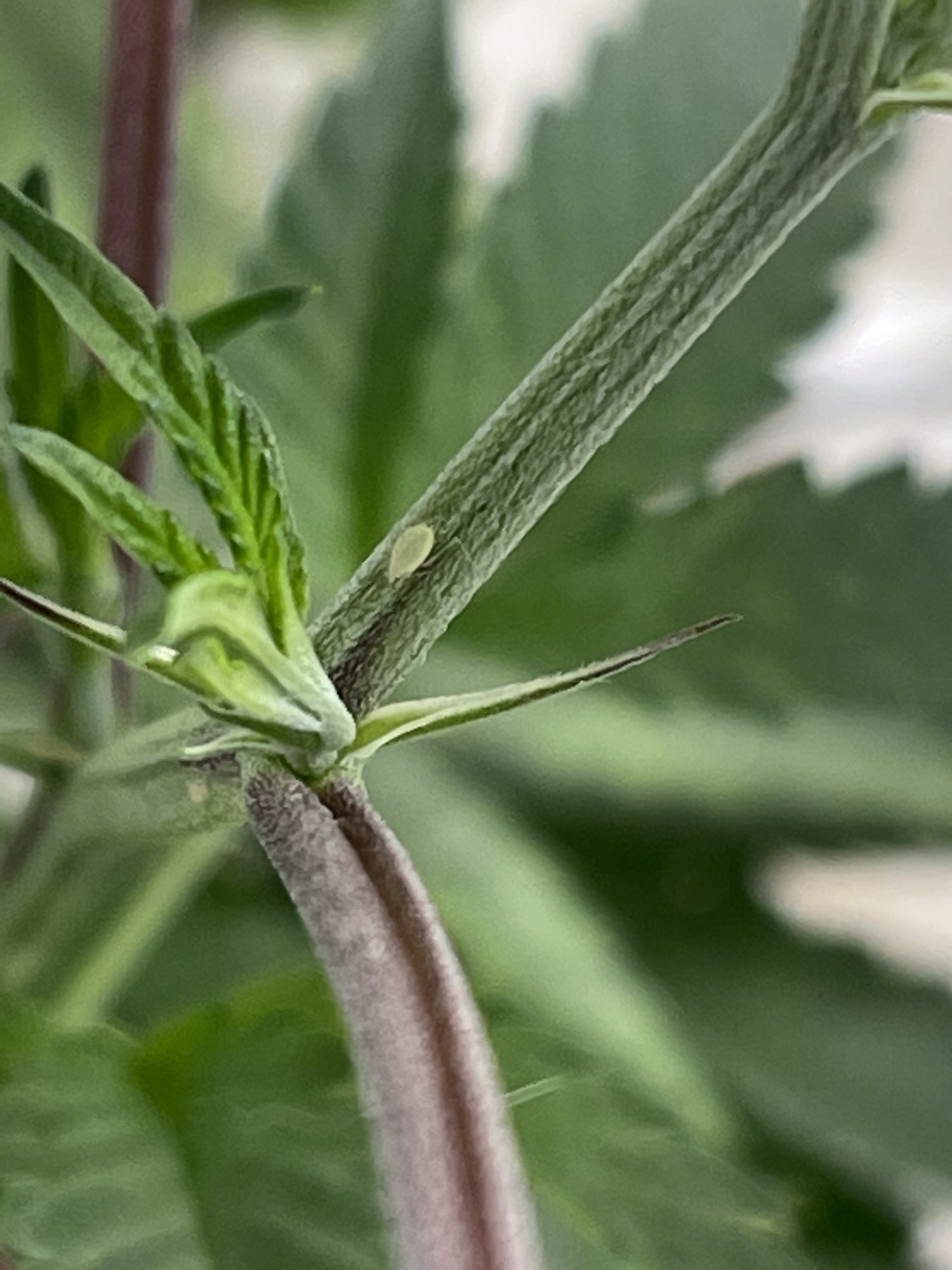 Are these aphids if so what now 3