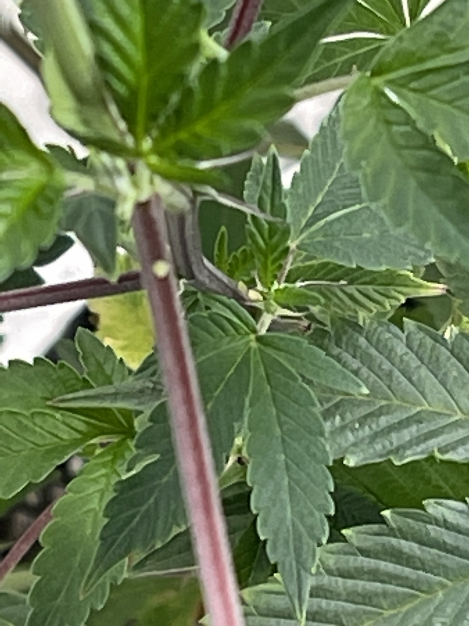 Are these aphids if so what now 4