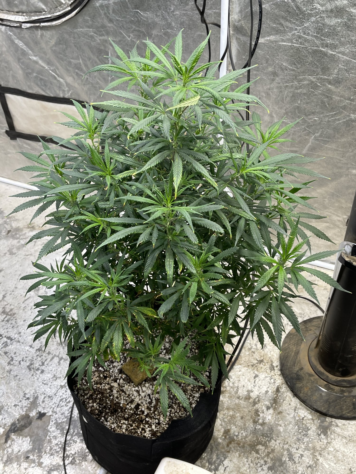 Are these aphids if so what now 5