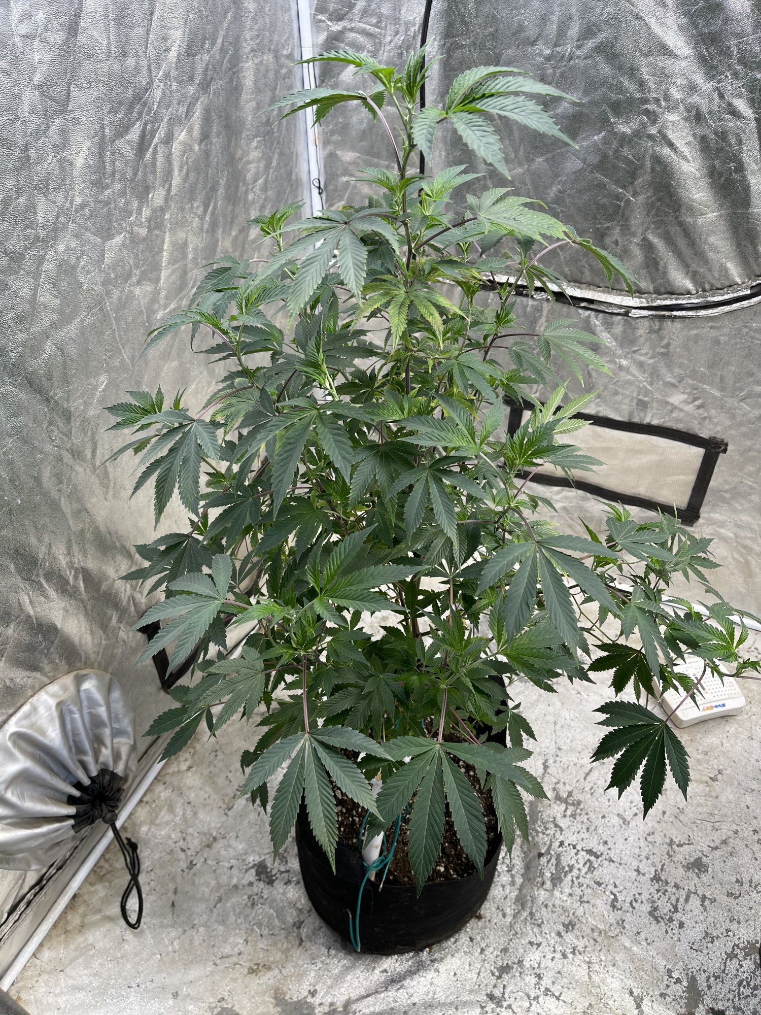 Are these aphids if so what now 6