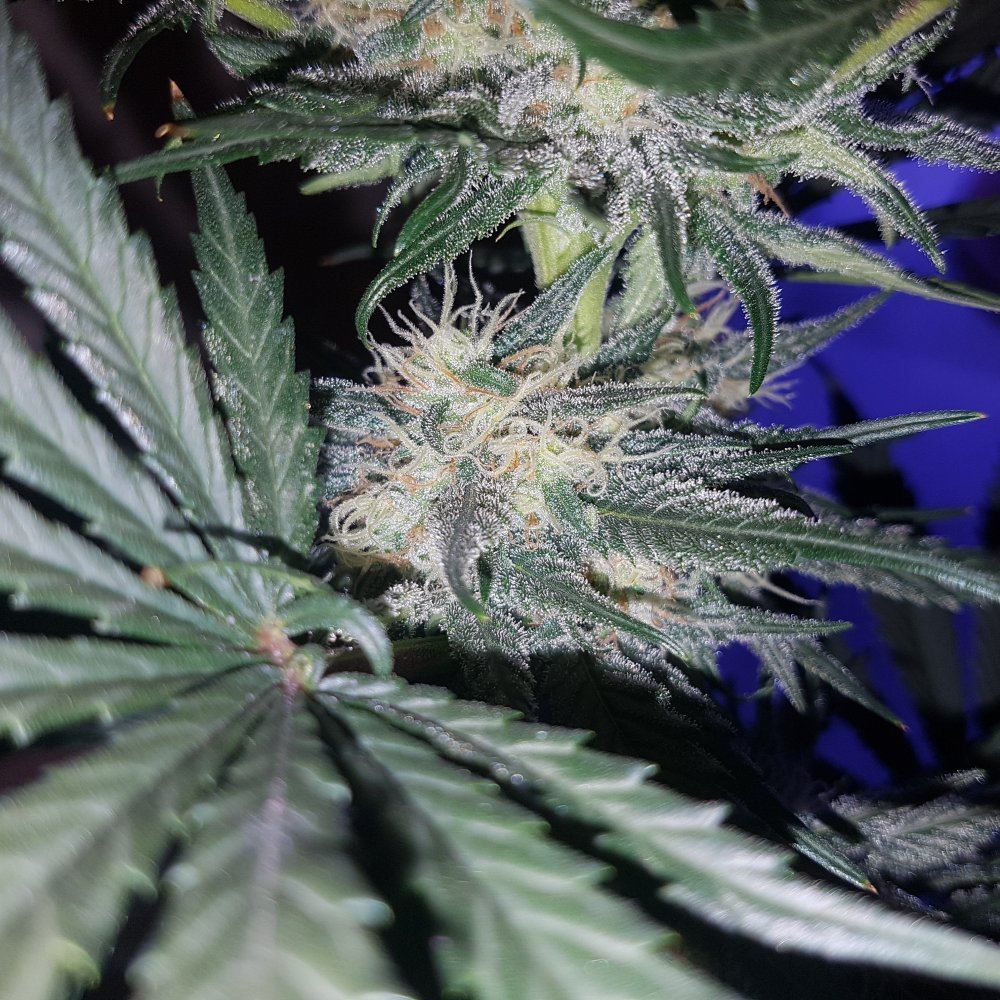 Are these brown hairs normal for 6 weeks flowering