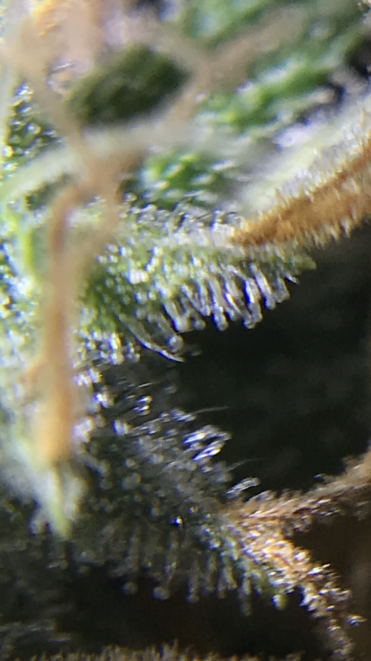 Are these clear trichomes or milky