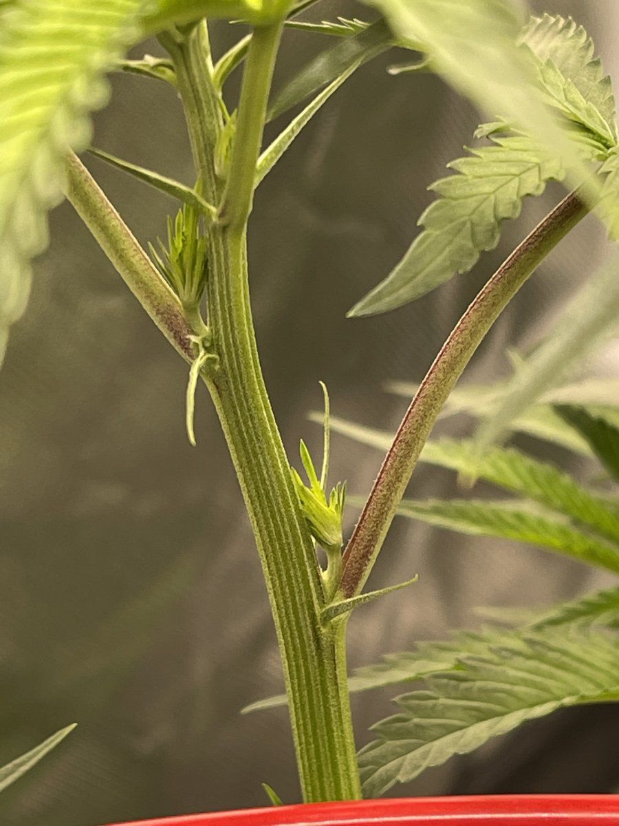 Are these female pistils for confirmation 2