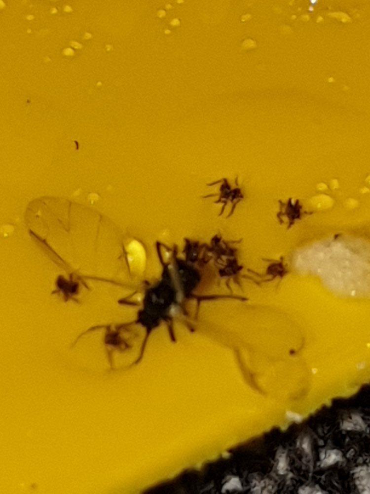 Are these fungus gnats thrips or aphids pics 2
