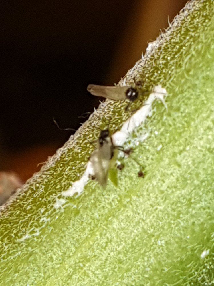 Are these fungus gnats thrips or aphids pics 3