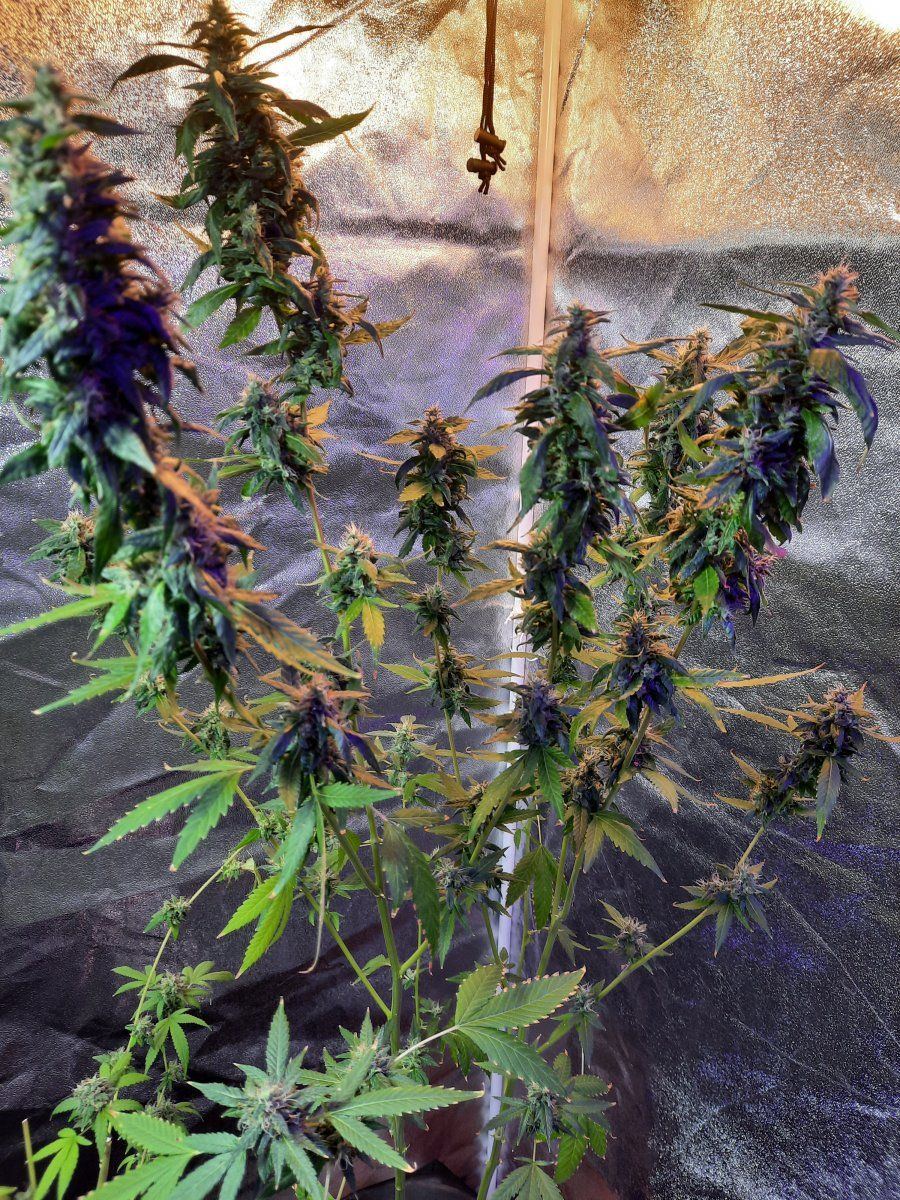 Are these ladies ready for harvest 2