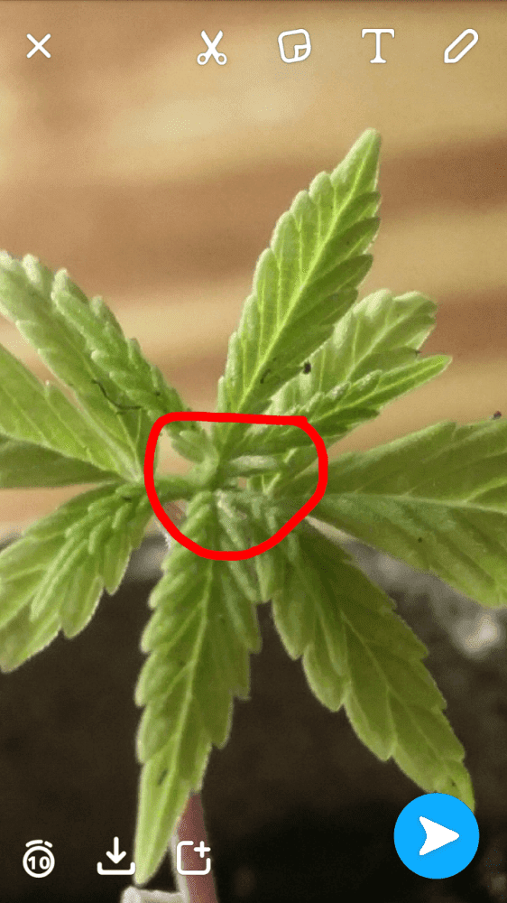 Are these leaves or pistals