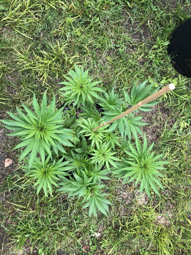 Are these leaves specific to any known strain 2