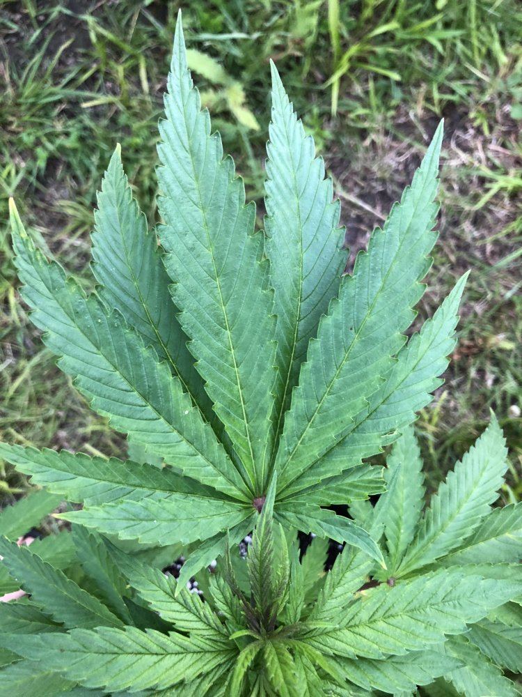 Are these leaves specific to any known strain 3