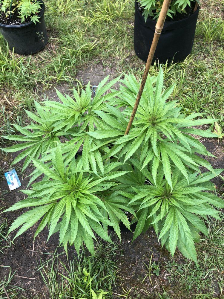 Are these leaves specific to any known strain