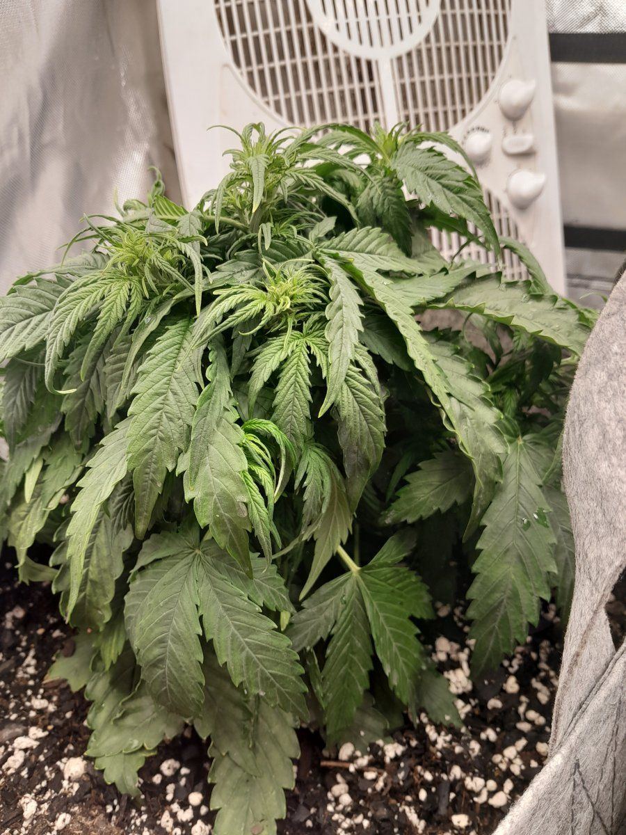 Are these ok for autoflowers 5