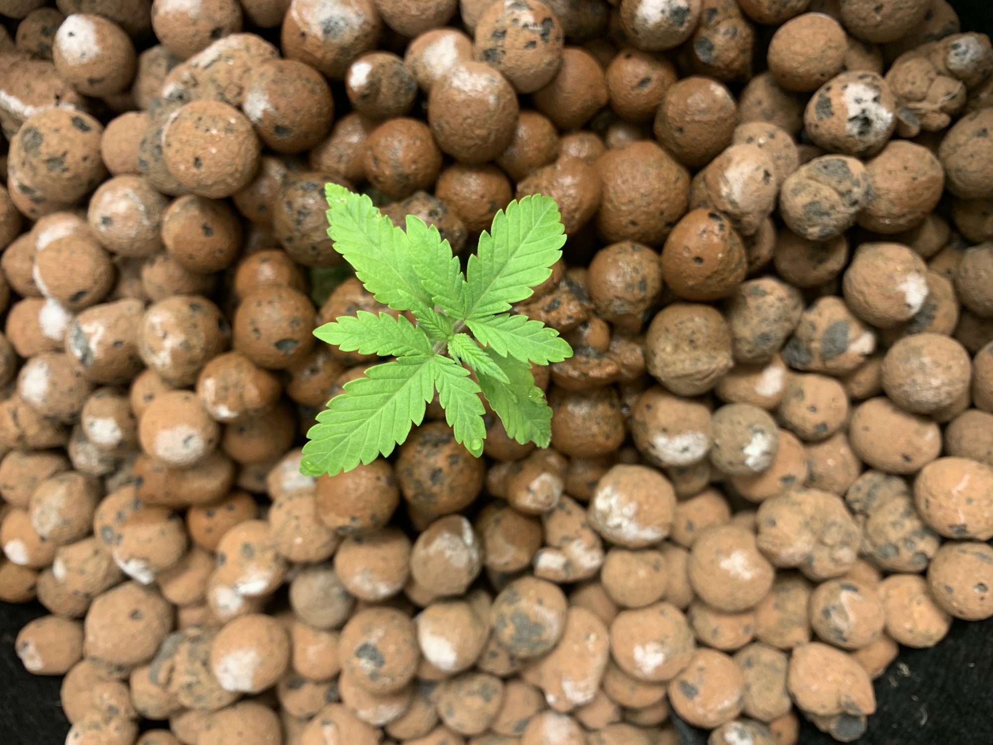 Are these over watered hand feeding first week 3