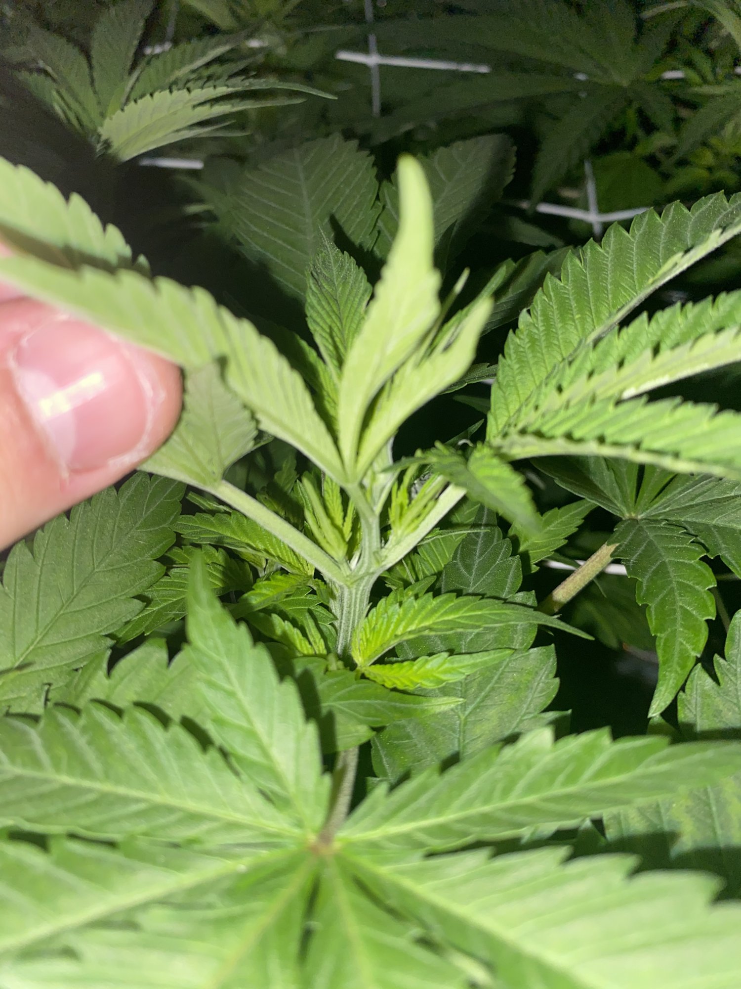 Are these pistils or leaves