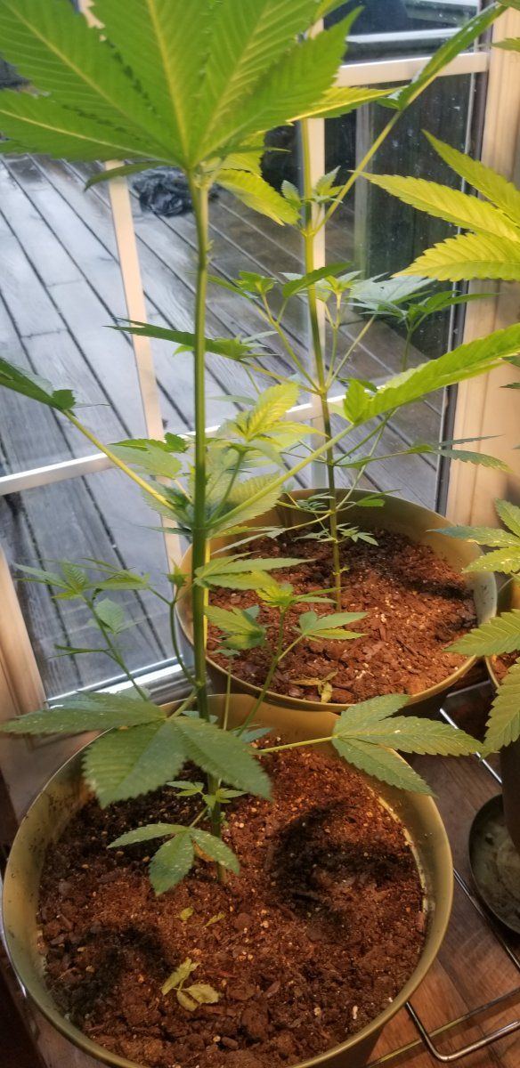 Are these plants ready to clone 2