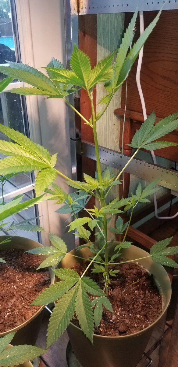 Are these plants ready to clone 3