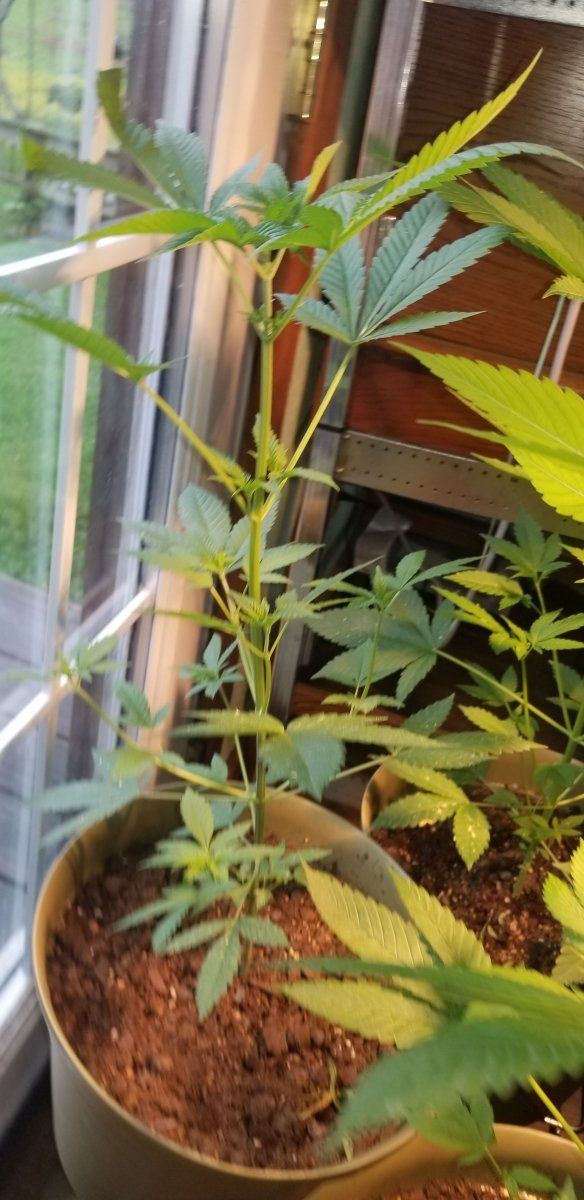 Are these plants ready to clone
