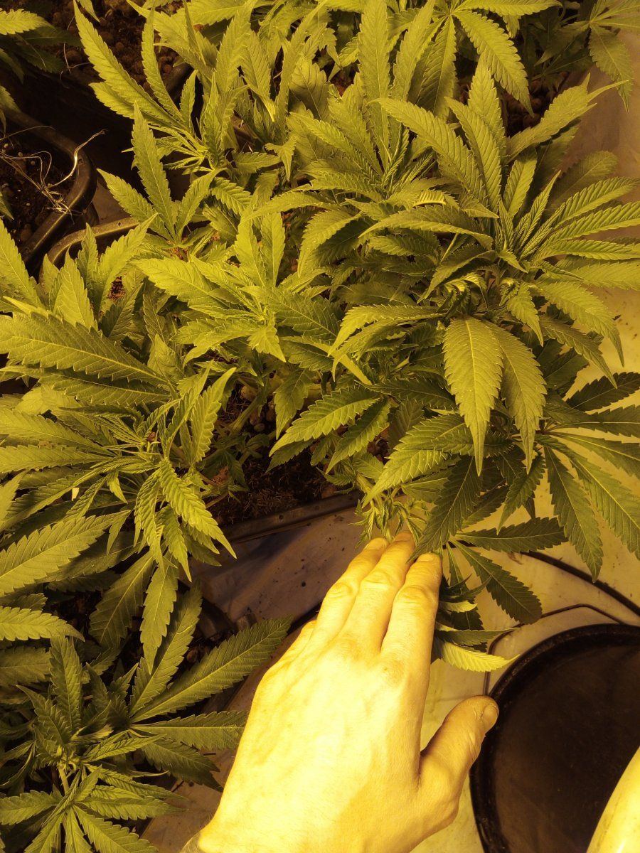 Are these ready for flower 9