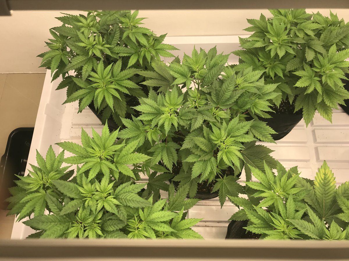 Are these ready to flip 3