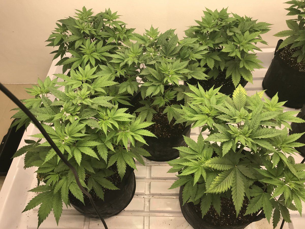 Are these ready to flip 4