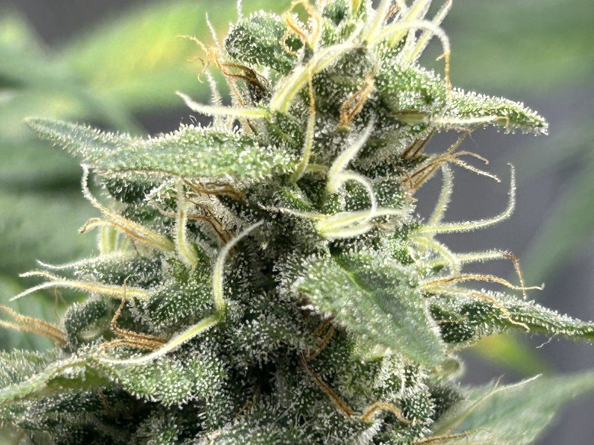 Are these ready to harvest yet 10
