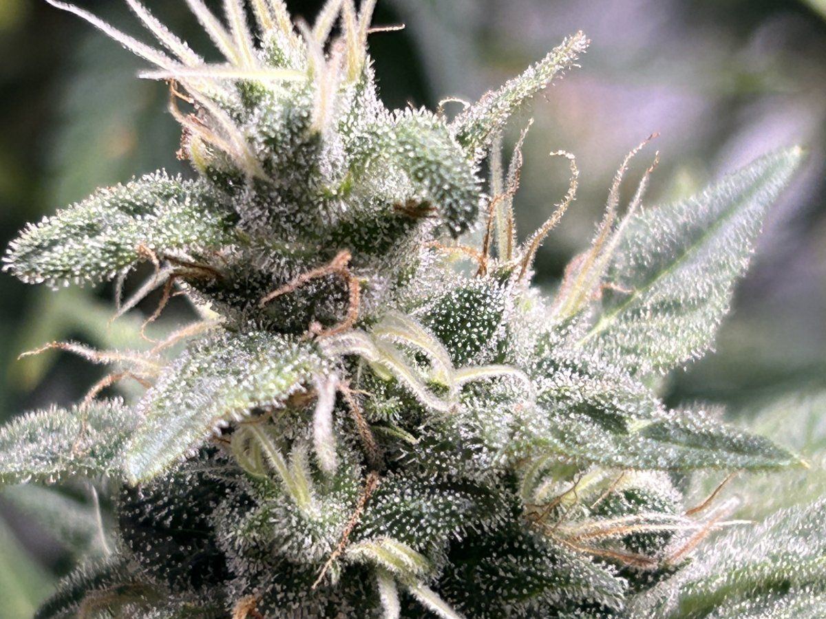 Are these ready to harvest yet 11