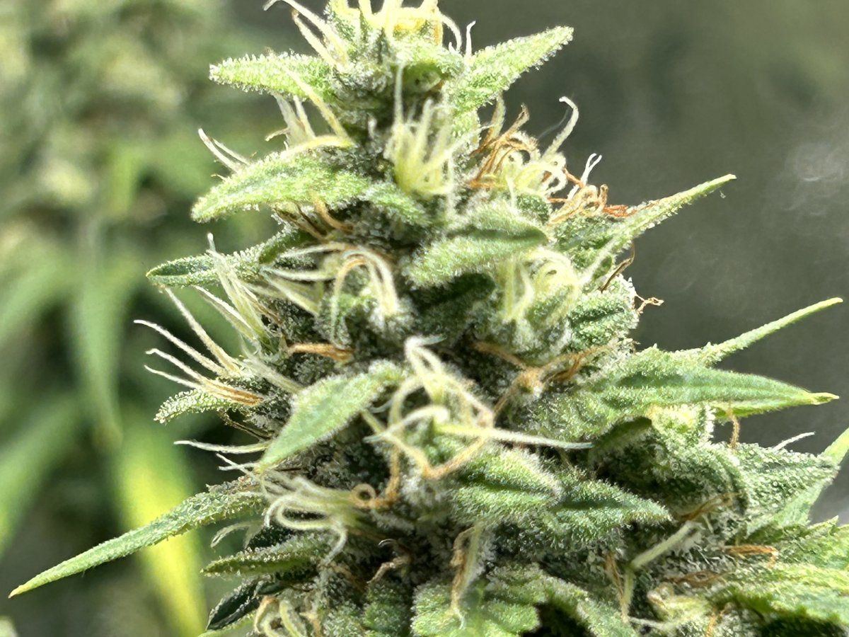 Are these ready to harvest yet 12